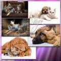 Клипарт - Коты и собаки - гармоничные отношения