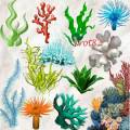 Подборка клипарта на тему морская флора – Водоросли и кораллы