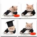 Кот бизнесмен / Cat businessman