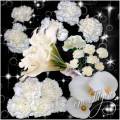 Клипарт - Белые цветы / Clipart - White flowers