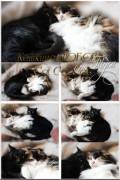 Кошкина любовь / Cat&#039;s love