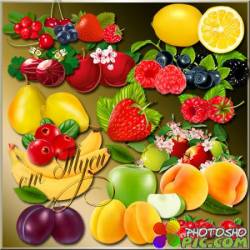 Клипарт - Ягоды и фрукты