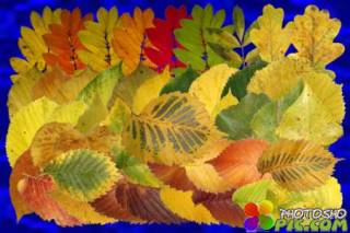 Клипарт Настоящие осенние листья - часть вторая - Рябина, осина, берёза и другие 