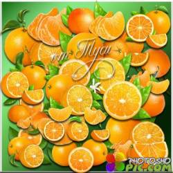 Апельсины - Клипарт 