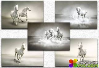 Beautiful white horse / Красивая белая лошадь
