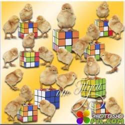 Цыплята и кубик-рубик - Клипарт
