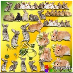 Кролики - Клипарт